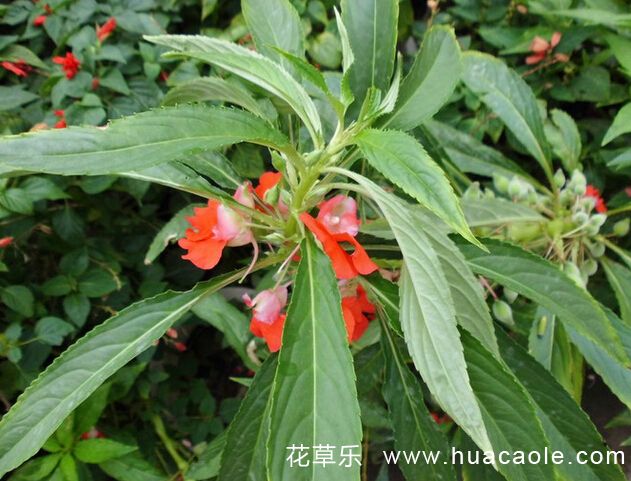 F女神精直播种子亚洲熟妇av日韩av专区，揭秘数字时代的新娱乐风暴